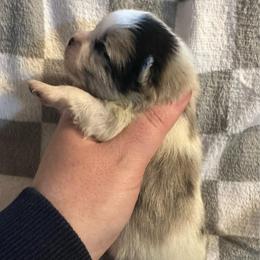 Ares - Blue merle male Pomeranian puppy in Waterloo, Indiana from Garcias Pomeranian
