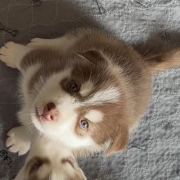 Blueberry Pie - Red and white Siberian Husky puppy in Aberdeen, Washington from Shaffer Family Farm