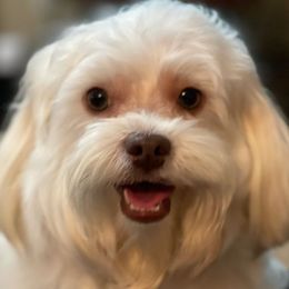 Cooper - Havanese