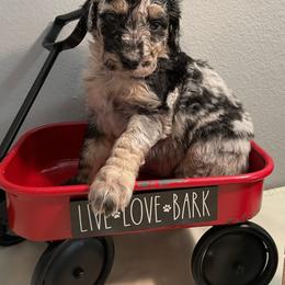 Girl 2 - Blue merle Aussiedoodle puppy in Missouri from Double K Farms