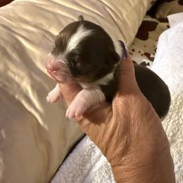 Sage - Chocolate and white male Chihuahua puppy in Beaumont, Texas from Anastasia’s Tiny Pupps