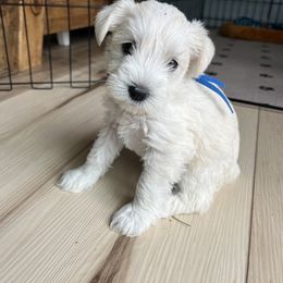 Miniature Schnauzer Puppies from Miles Family Schnauzers