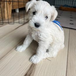 Miniature Schnauzer Puppies from Miles Family Schnauzers
