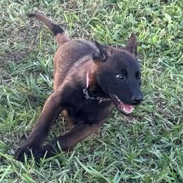 Light pink - Red sable female Belgian Malinois puppy in Highland City, Florida from VonSal Kennels