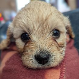 Pink collar girl - Buff female Cockapoo puppy in Middletown, Ohio from Blessed Chaos