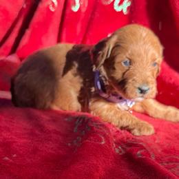 Luna - Apricot female Aussiedoodle puppy in Deer Park, Washington from Doodle Paw Ranch