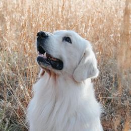 Golden Retrievers from Farm land Goldens