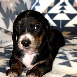 Female - Black and tan female Dachshund puppy in Fredonia, Arizona from Desert Horizon Dachshunds