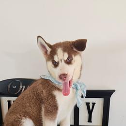 Maya - Brown and white female Siberian Husky puppy in Springfield, Massachusetts from 16acreshuskies