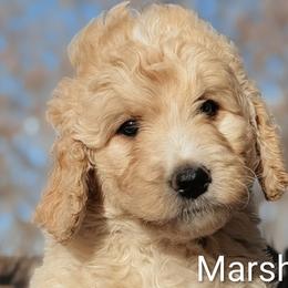 Goldendoodles from Houservillekennels