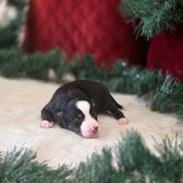 B - Black tri male Toy Australian Shepherd puppy in Killen, Alabama from Wilkers Wholehearted Mini Aussies