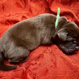 Green Collar aka Cuir - Chocolate male Labrador Retriever puppy in Alvin, Texas from Red Retrievers