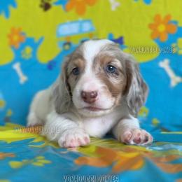 Scrappy-Doo - Dapple male Dachshund puppy in Chandler, Arizona from Vonaducci Doxies, LLC.