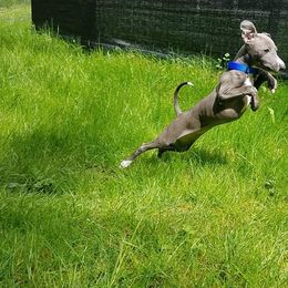 Italian Greyhound Puppies from Divine Italian Greyhounds
