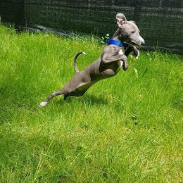 Italian Greyhound Puppies from Divine Italian Greyhounds