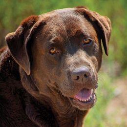 Mercy - Labrador Retriever