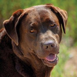 Mercy - Labrador Retriever