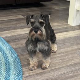 Mae - Miniature Schnauzer