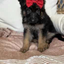 Red and black 1 - Black and red female German Shepherd puppy in Lordstown, Ohio from Jewels German Shepherd