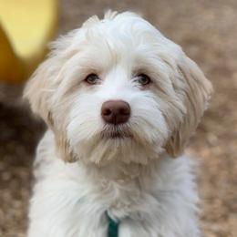Aussiedoodles and Cockapoos from Lisa’s Curly Puppies