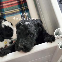 Brown collar Levi - Black male Bernedoodle puppy in Fairmount, Indiana from Capens' Doodles,Poodles and Poo's
