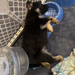 Yellow - Black and tan female German Shepherd puppy in La Follette, Tennessee from Moore German Shepherds