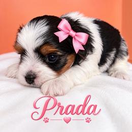 Prada - Black tan and white female Biewer Terrier puppy in Concord, California from Puppy Boutique