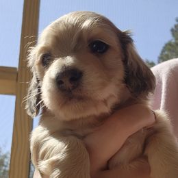 Dachshunds from Longlow Doxies
