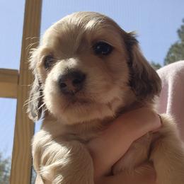 Dachshunds from Longlow Doxies