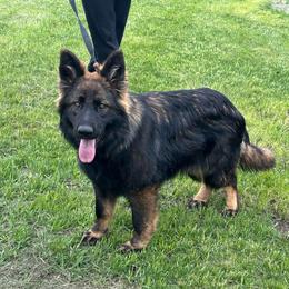 Mya - Sable female German Shepherd puppy in Herrick, South Dakota from Dakota Shepherds Kennels