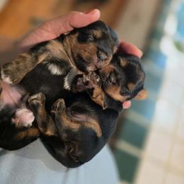 Yorkshire Terrier puppies from Chuck City Danes & Yorkies