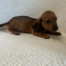 One - Red male Dachshund puppy in Spokane, Washington from Dearhaven Doxie