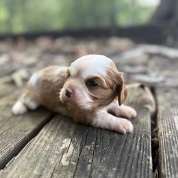 Lucille - Blenheim female Cavalier King Charles Spaniel puppy in Comer, Georgia from Stratton Spaniels