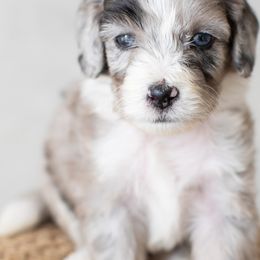 Aster - Blue merle Aussiedoodle puppy in Bradenton, Florida from Doodle Acres