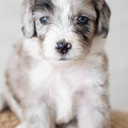 Aster - Blue merle Aussiedoodle puppy in Bradenton, Florida from Doodle Acres