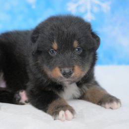 Zayvior - Black tri-color male Australian Shepherd puppy in Fultonville, New York from Sandy Aussies & Pomeranians