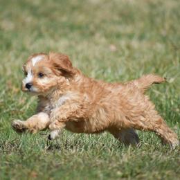 Daisy - Red female Cavapoo puppy in Narvon, Pennsylvania from Stoltzfus Family Puppies (license number 18844)