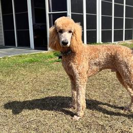 Poodles from Palmetto Standard Poodles