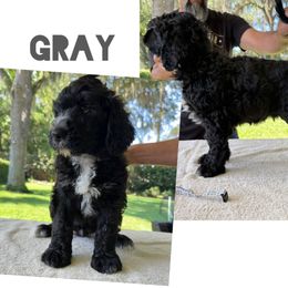 Gray collar - Black male Portuguese Water Dog puppy in Woodburn, Florida from Allegiance Portuguese Water Dogs