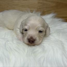 Noel - Cream female Dachshund puppy in Rockwell, North Carolina from Lucy’s Mini Doxies