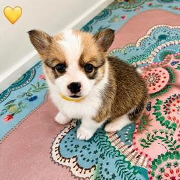 Yellow Collar Girl - Red female Pembroke Welsh Corgi puppy in Yulee, Florida from Pembroke Welsh Corgis at Belle Haven