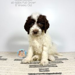 KitKat - Chocolate female Goldendoodle puppy in Southwest Ranches, Florida from Dandy Doodle Ranch