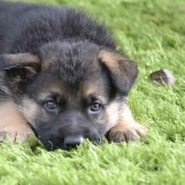 German Shepherds and Labrador Retrievers from Varian Kennels