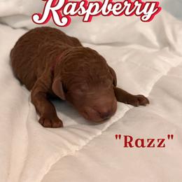 Razz - Red  female Poodle puppy in Sheridan, California from Renegade Standard Poodles