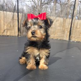 Lili - Black and tan female Yorkshire Terrier puppy in Pocahontas, Arkansas from 5 River Puppies