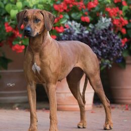 Rhodesian Ridgebacks from RadiantRidge Rhodesian Ridgebacks