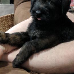 Giant Schnauzer Puppies from Riesenschnauzers von Reh Bach