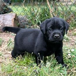 Ruby - Black female Labrador Retriever puppy in Rock Hill, South Carolina from North Star Retrievers