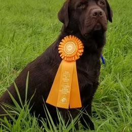 Maeve - Labrador Retriever