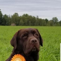 Maeve - Labrador Retriever